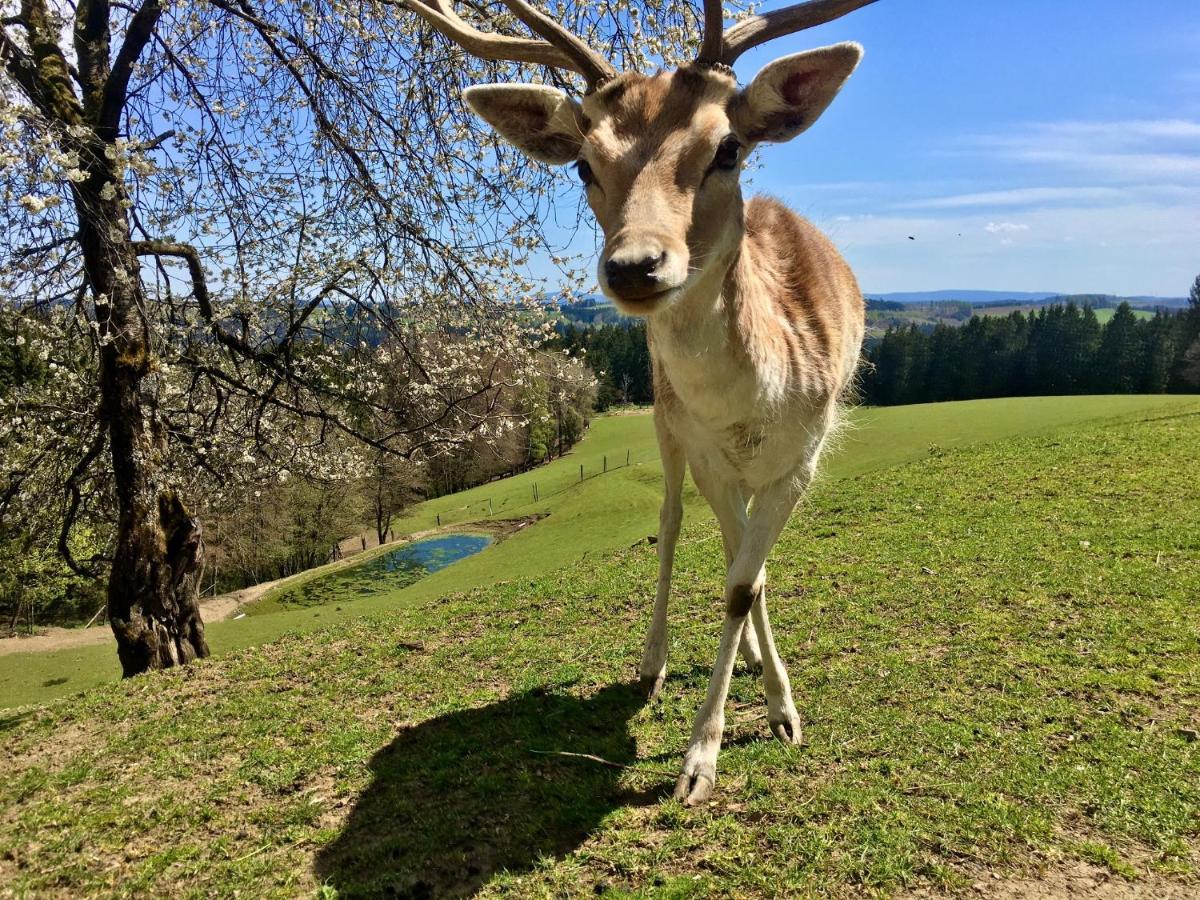 Ferienappartements Rausch Presseck Bagian luar foto